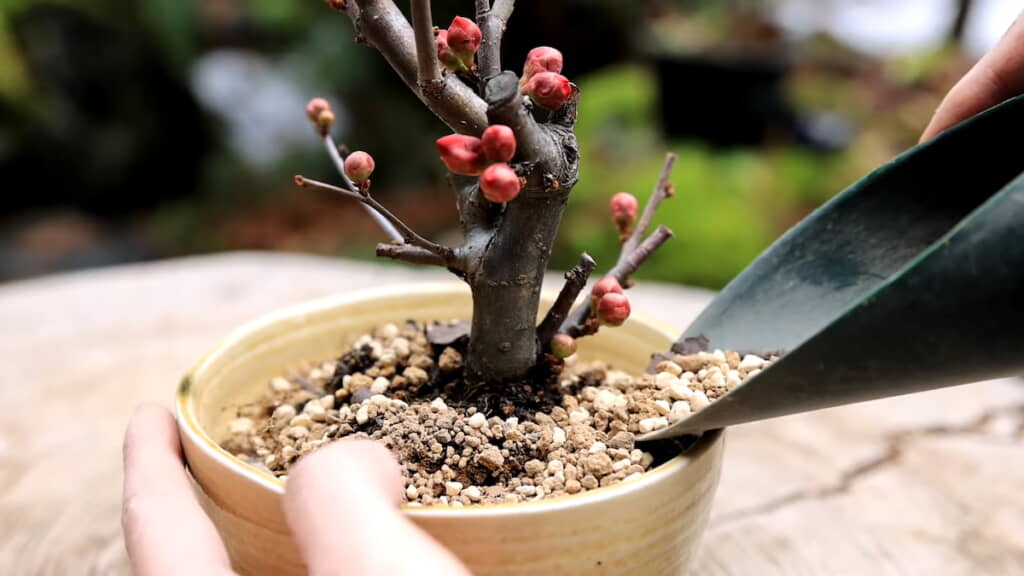 周囲に用土を満たす