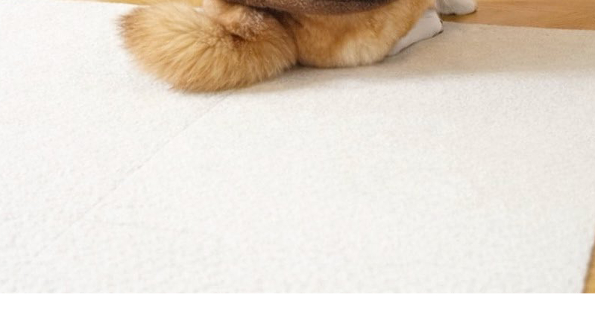 下校中の女子高生に「めっちゃギャルやん!!!」と言われた柴犬、見ると……　300万表示の散歩スタイルに「確かに！」「あげぽよ～」「最高ww」（1/2） | 犬 ねとらぼ