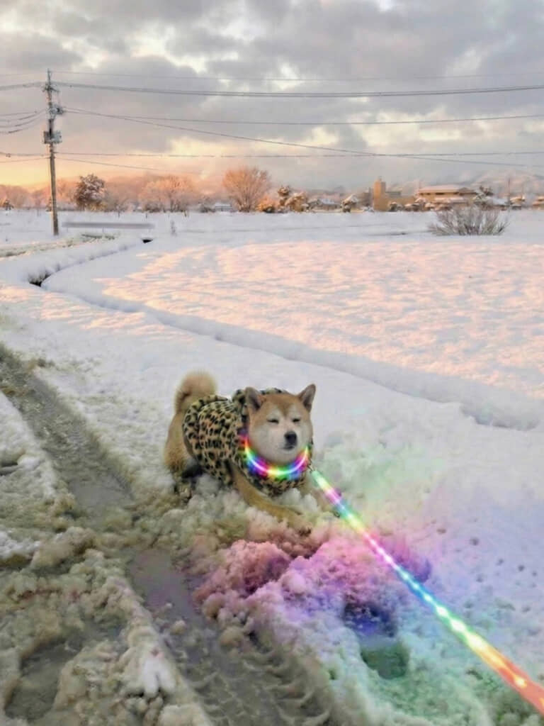 シャンプー翌日なのに