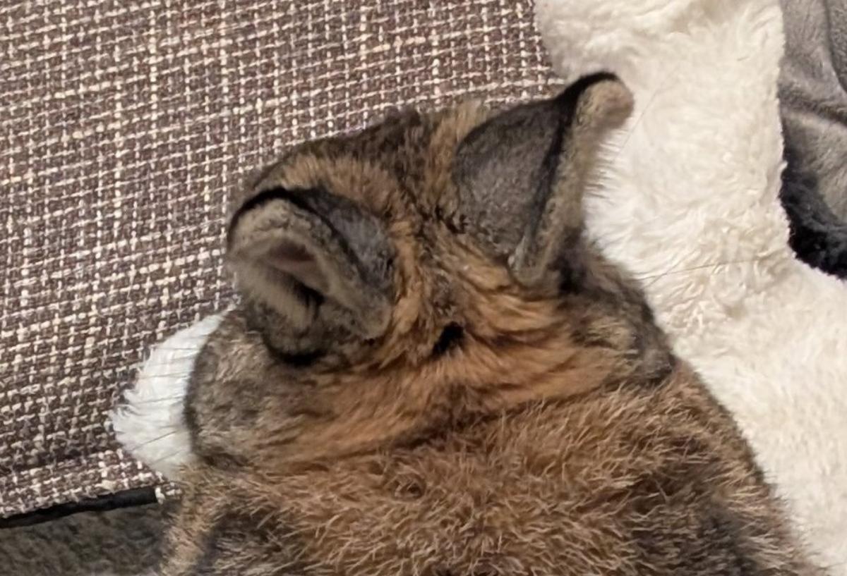 飼い主「チンチラいるわね」→1羽しかいないはずのウサギにカメラを向けると……　驚きの光景に「え！」「確かにいるわ」（1/3） | 小動物 ねとらぼ