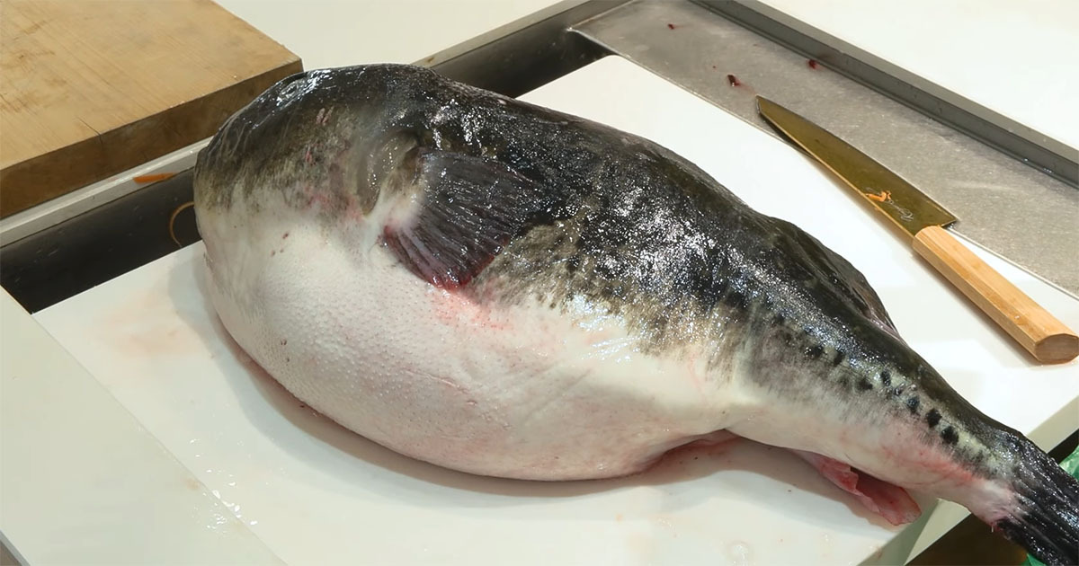 パンパンに膨らんだ3万5000円の“巨大トラフグ”→包丁を入れると…… 「ヤバイ」「デカすぎないかー!」(1/3) | その他生き物 ねとらぼ
