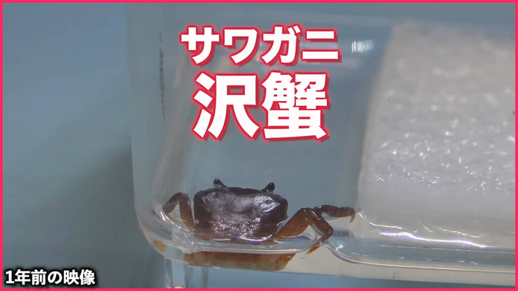 足とハサミは再生するのでしょうか……？