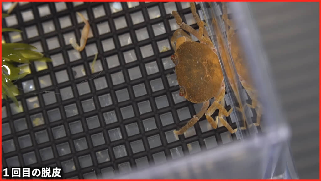 1回目の脱皮を成功させ、足も再生してきました