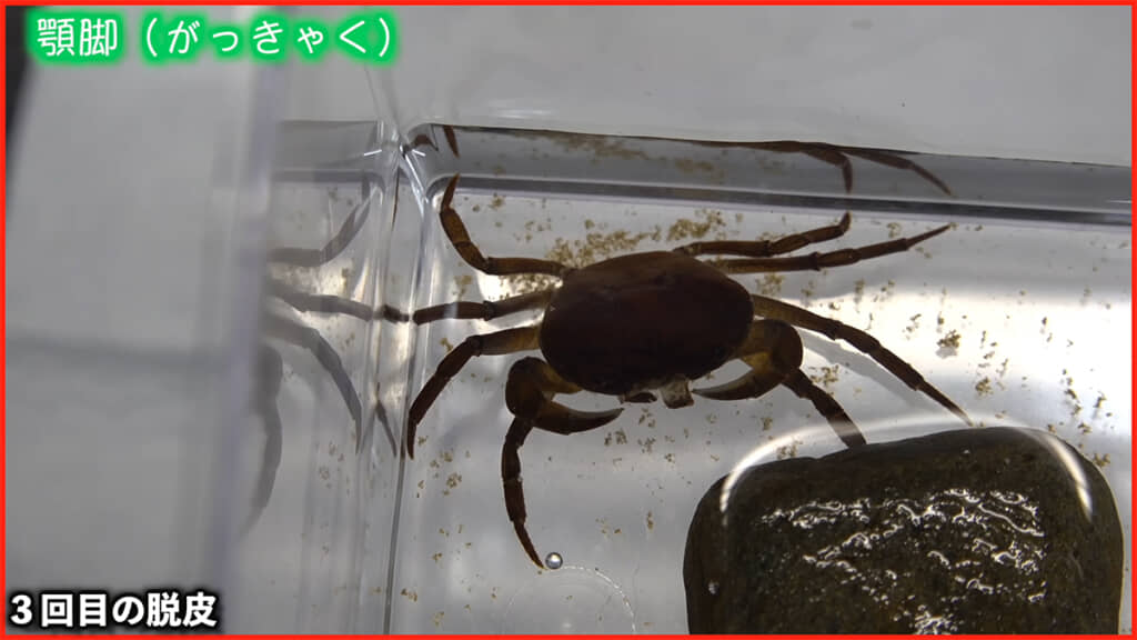 3回目の脱皮後、顎脚に少々異変が