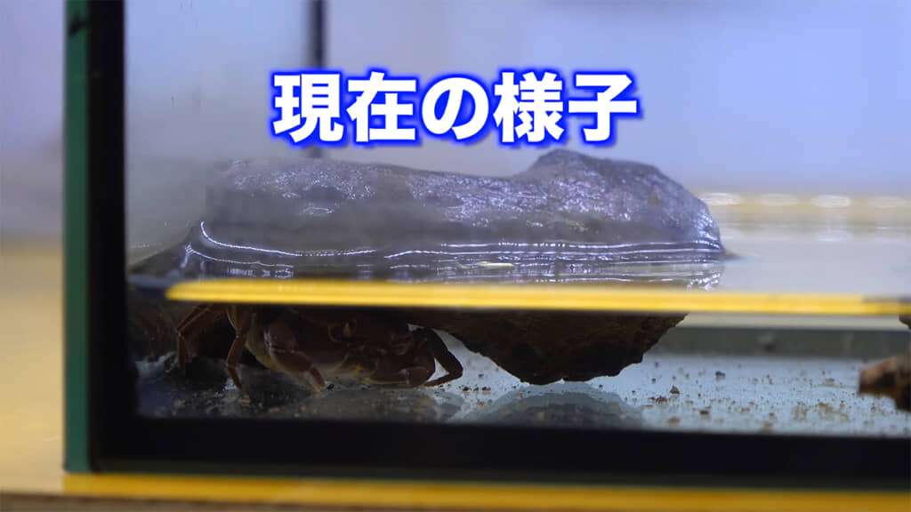 飼育をはじめて1年が経過しました