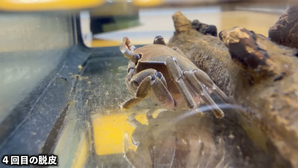 4回目の脱皮を成功させたミサワくん、黒っぽい体色がカッコいいです