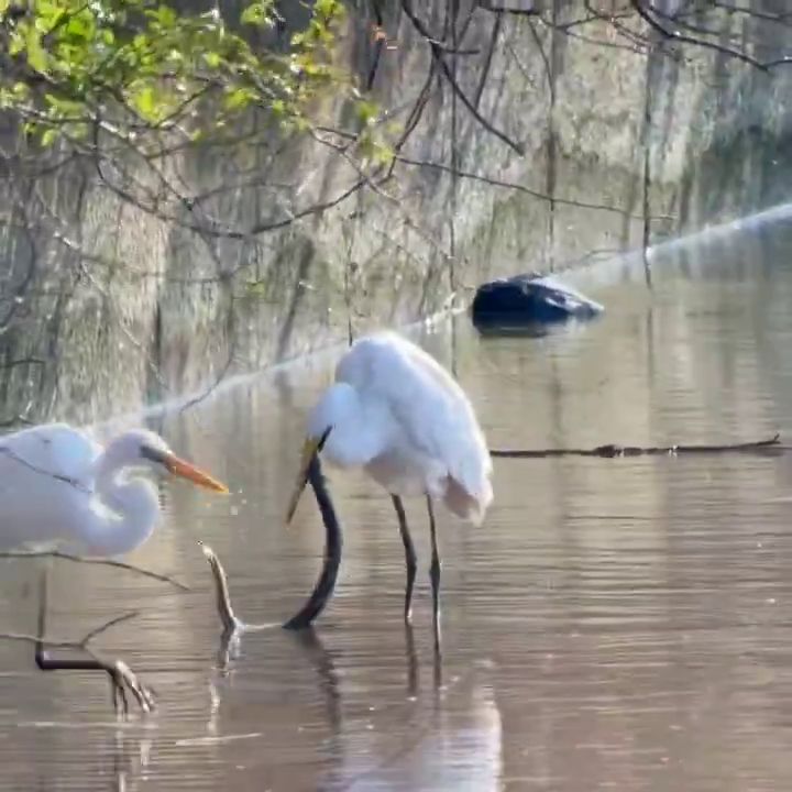 投稿者にオオウナギが尻から出てくるんじゃないかと心配されるダイサギ
