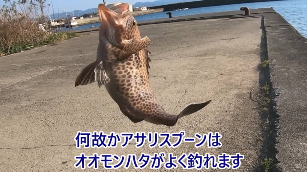 オオモンハタ