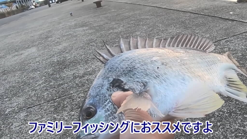 キビレが釣れた!