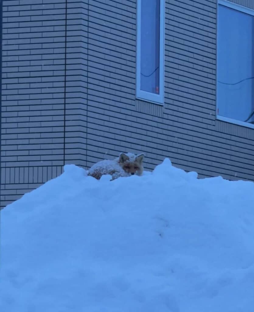 野生のキツネが寝ていた!