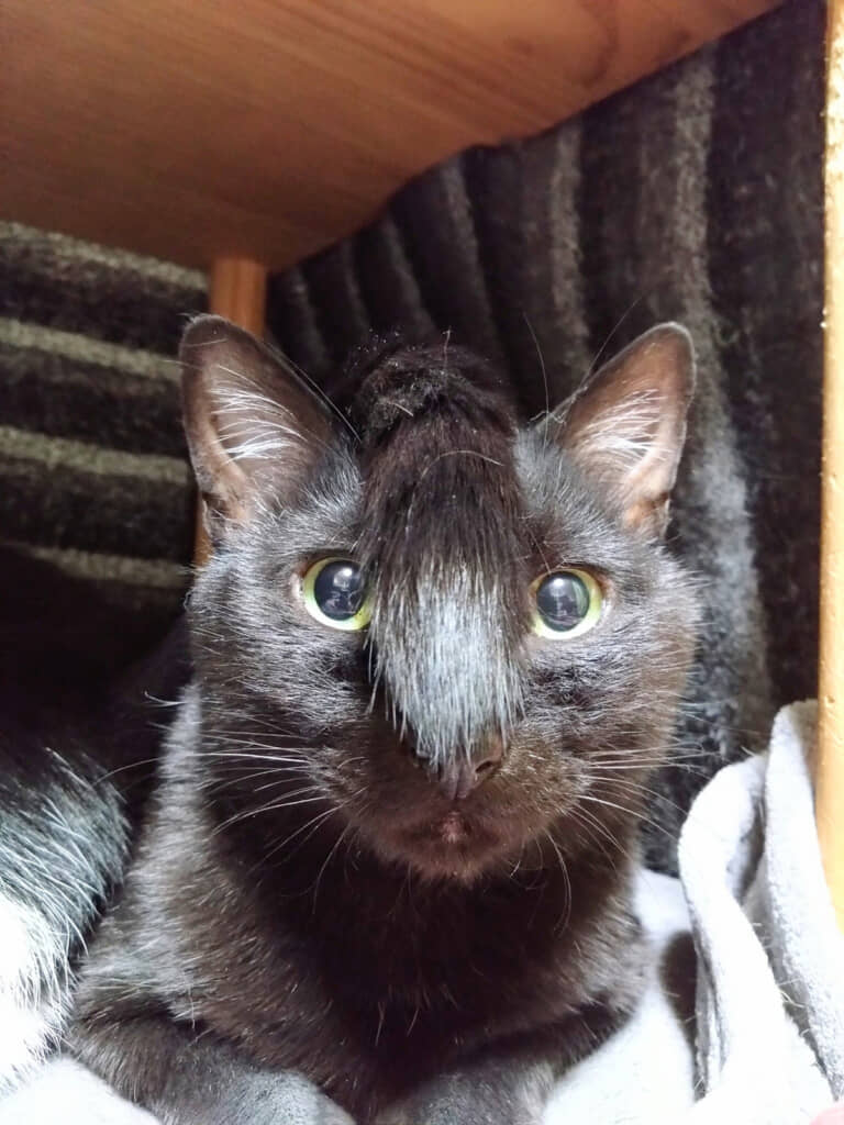 とんでもない見た目に！