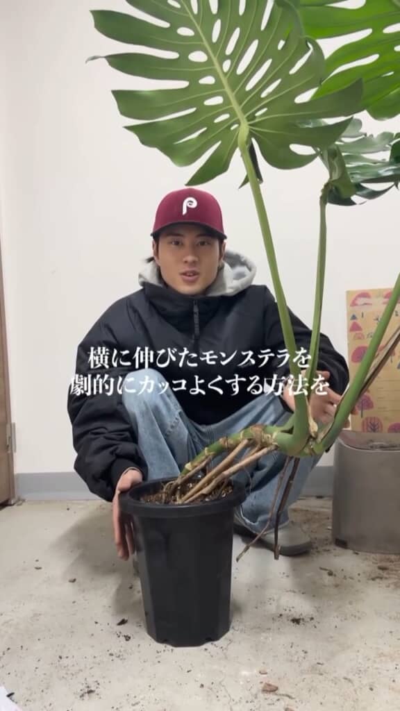 横に成長してしまったモンステラ