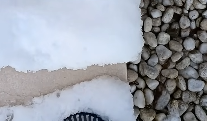 雪の日、庭の畑を見に外へ出たパパが……　玄関先で衝撃、思わずカメラを構えた“奇跡の遭遇”が話題（1/3） | ライフスタイル ねとらぼ