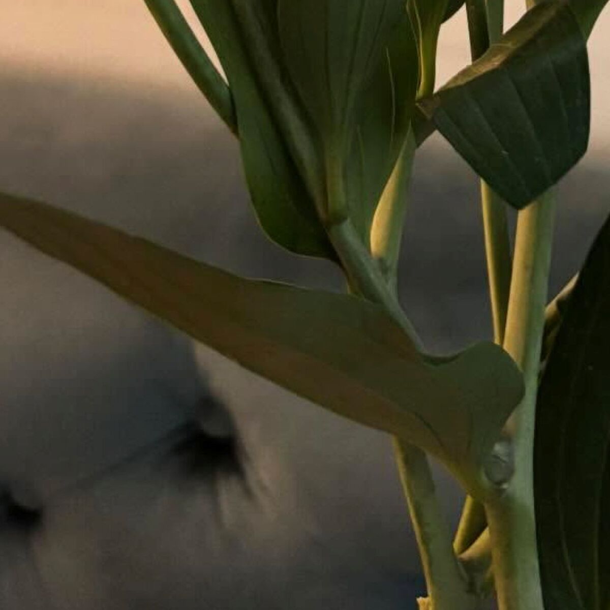 夫に「お花買ってきて」と頼んだら……　妻「どう考えてこれを選んだの」まさかの購入品に「え？」「今じゃないのよ」（1/3） | ライフスタイル ねとらぼ