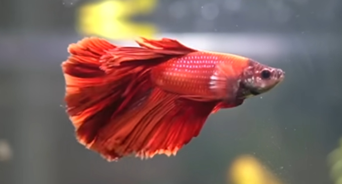 色鮮やかで美しい観賞魚“ベタ”→野生の姿は、まさかの……　全然違う本来の姿に「ゾクってした」「かっけぇええ」（1/3） | その他生き物 ねとらぼ