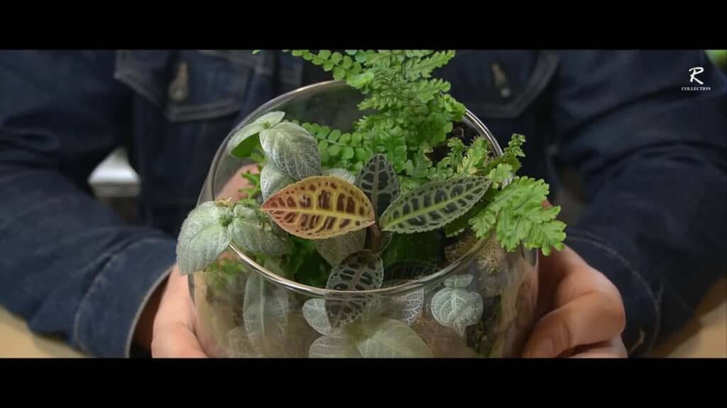 植物が密集しているテラリウム