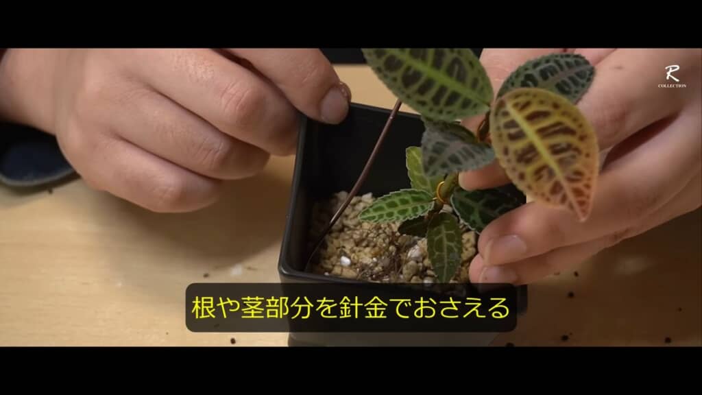 アルミワイヤーで根や茎を押さえる