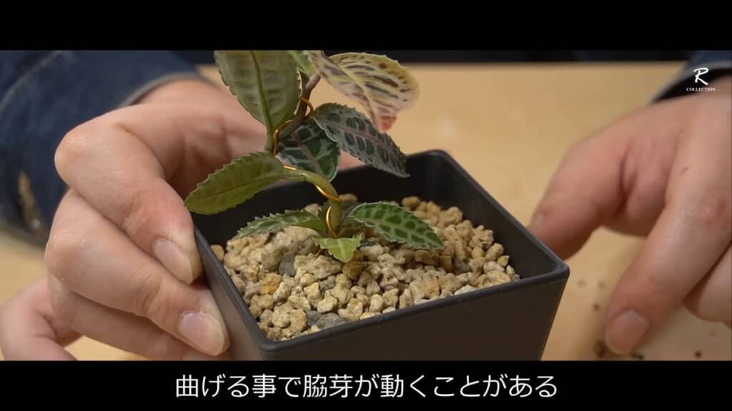 巻き付いているワイヤーを曲げて株全体も曲げる