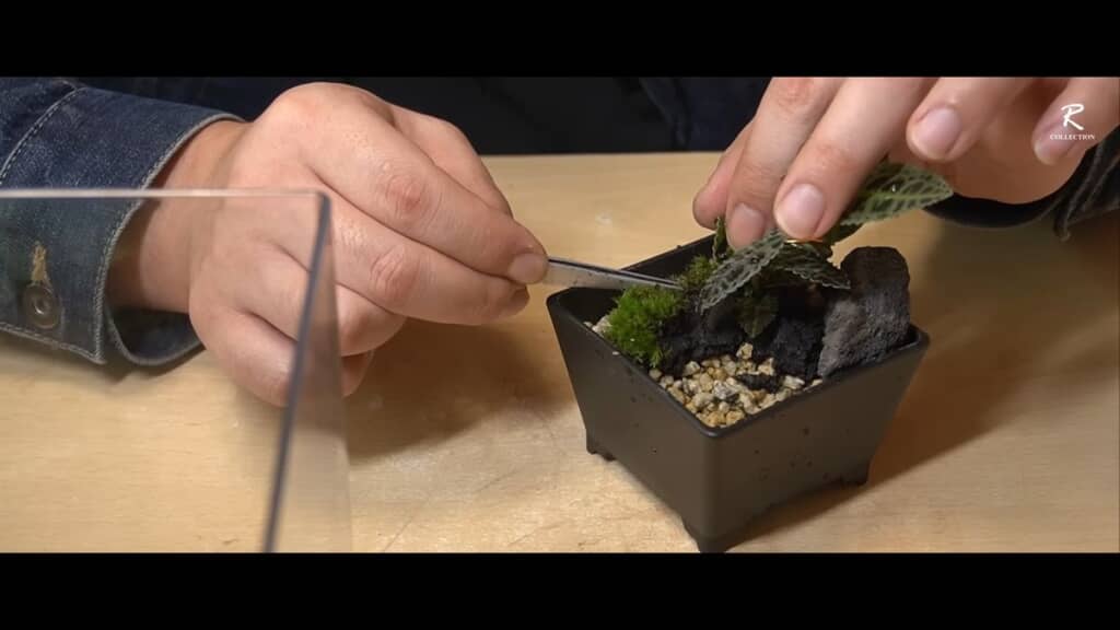 盆栽にコケを移植