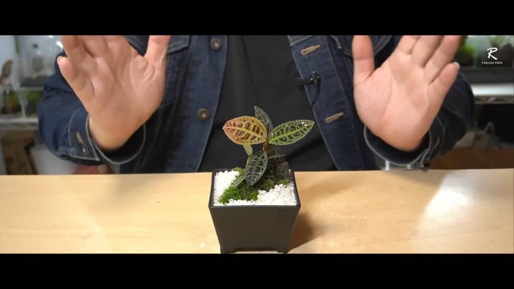 寒水砂を敷き詰めて完成したジメジメ系原種観葉植物盆栽