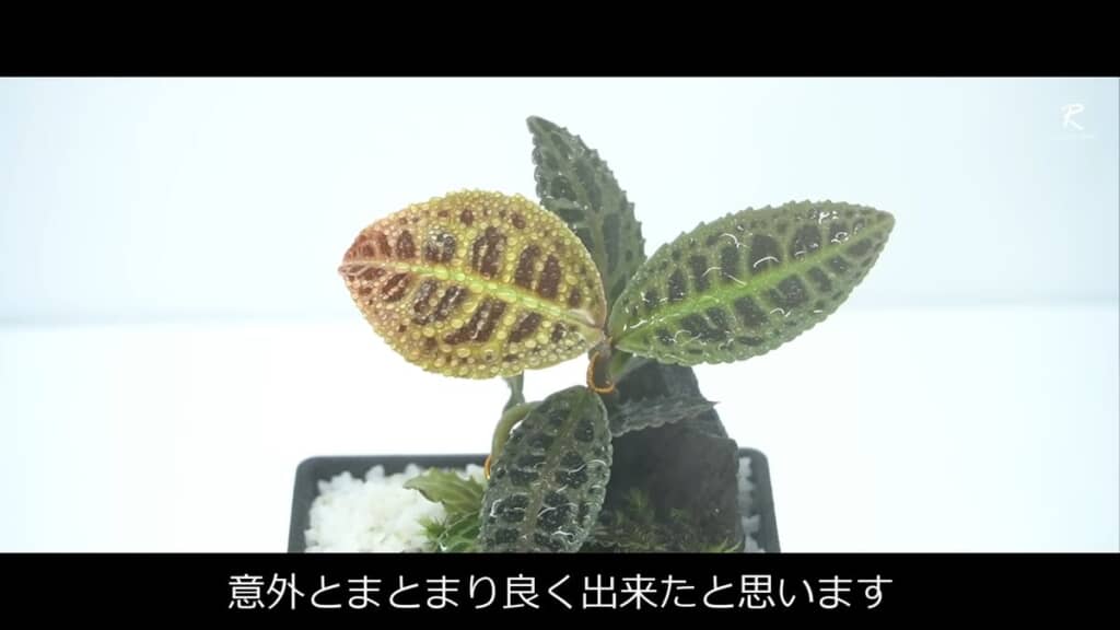 水をかけた直後のジメジメ系原種観葉植物盆栽