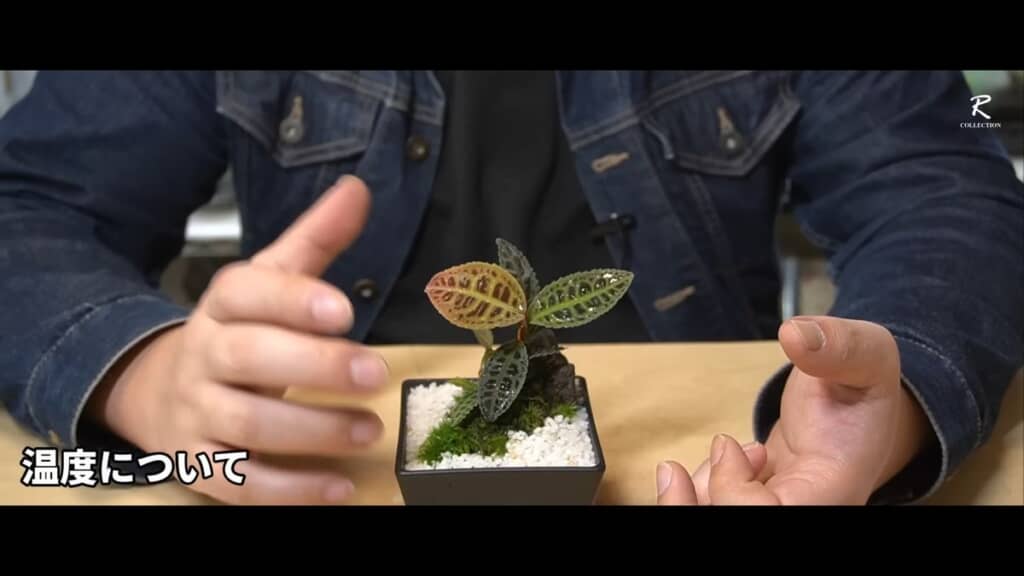 自身の温度管理の方法について解説する投稿者