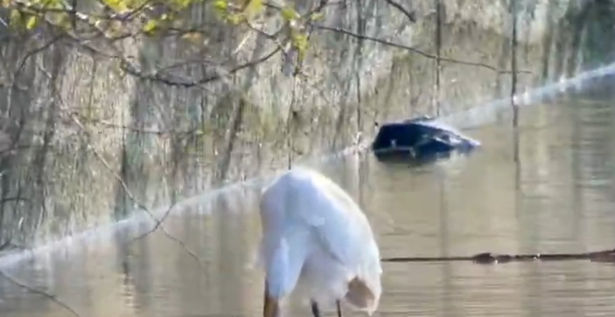 ダイサギが捕まえて丸飲みするのはまさかの…… ウナギを必死で食べる衝撃の光景が850万表示「命がけの食事」「これはすごい」(1/3) | その他生き物 ねとらぼ
