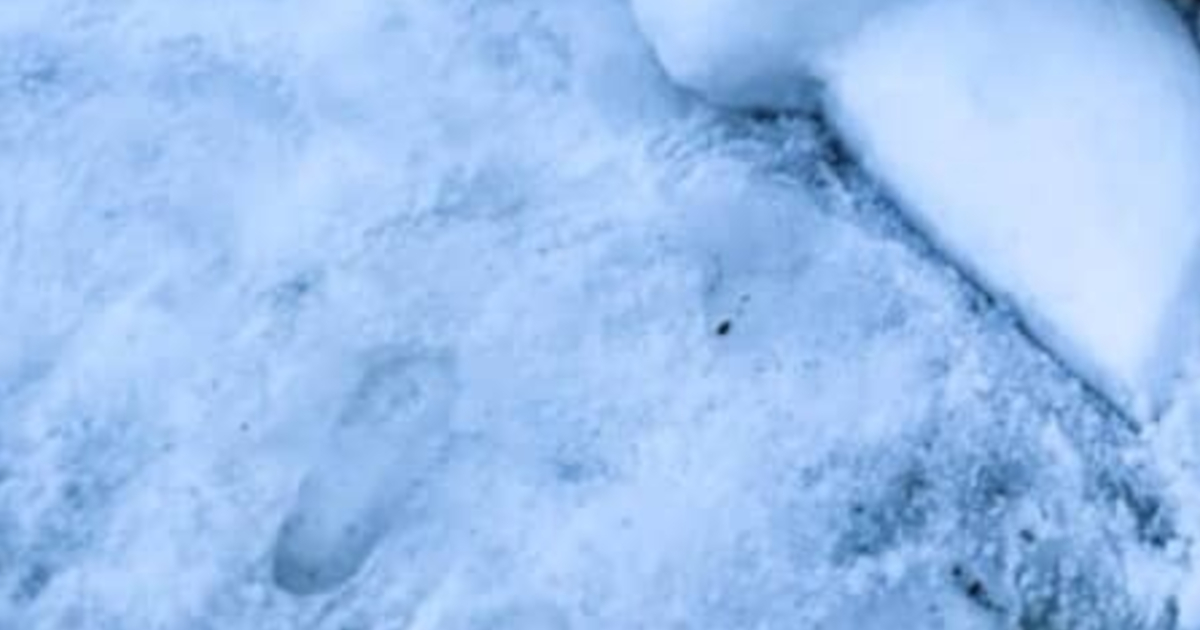 集めた雪で大好きなポケモンを作ると……　「えっ！」　衝撃の作品に「AIだよね!?」「ポケパークかと思った」（1/3） | ライフスタイル ねとらぼ