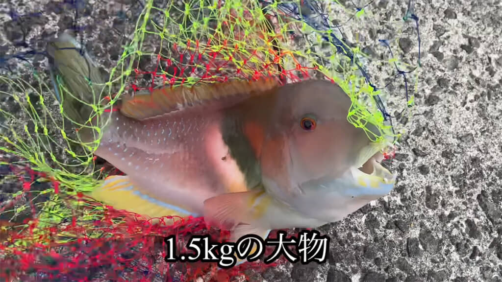 1.5キロもある大物を釣り上げました！