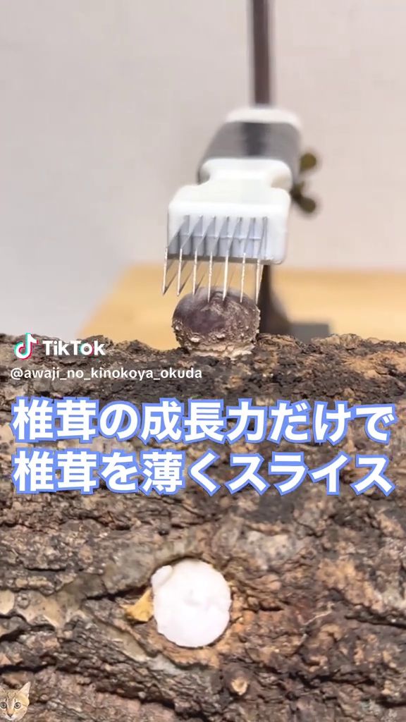 成長中のシイタケの上にネギカッターを設置