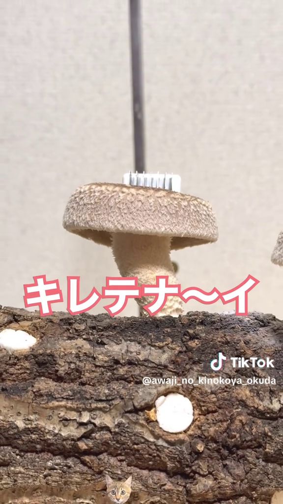 シイタケは成長したがスライスできていない