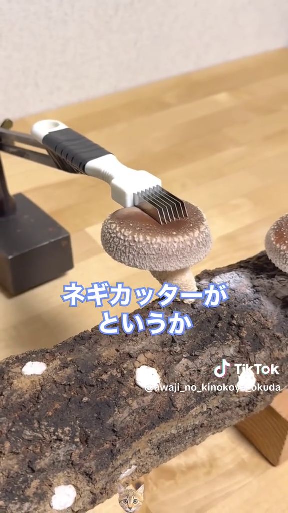 成長したシイタケに押し返されているネギカッター