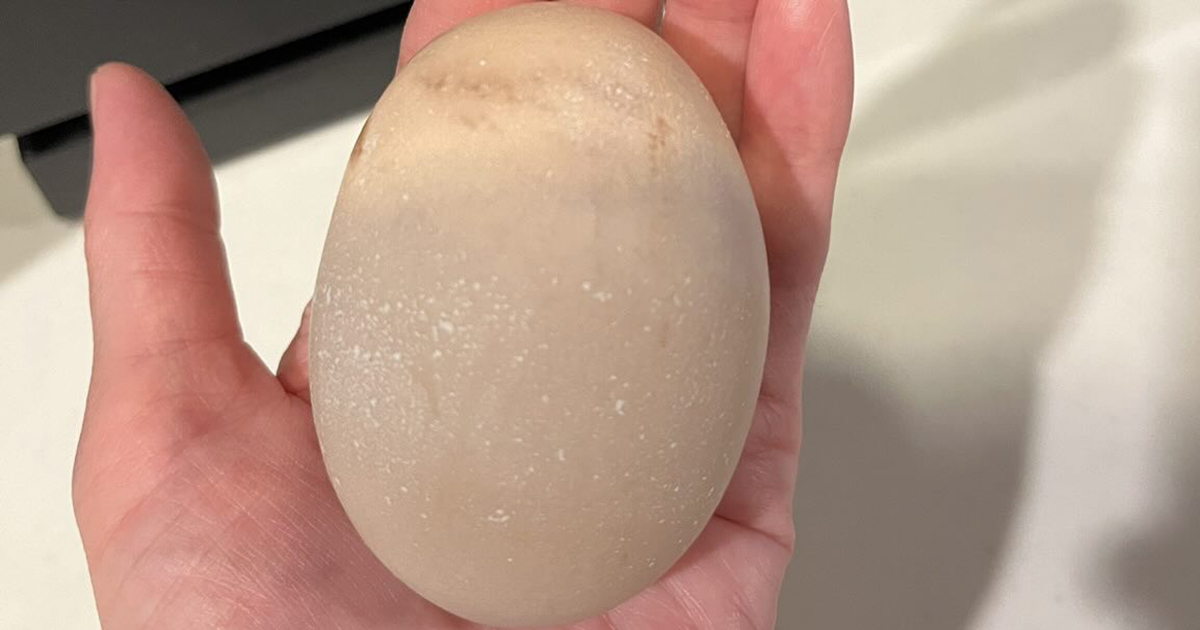 やけに大きい卵→割ってみたら……「一体どういった状況ですか」　“衝撃の中身”に「えっぐ」「こんなことが」「初めて見ました」（1/2） | グルメ ねとらぼ