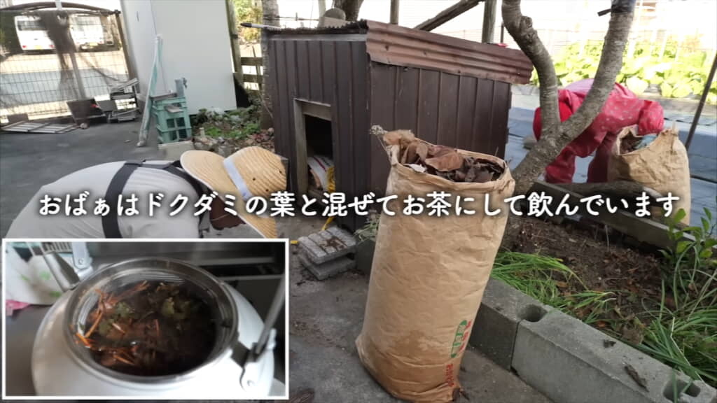 柿の葉はお茶と堆肥に利用