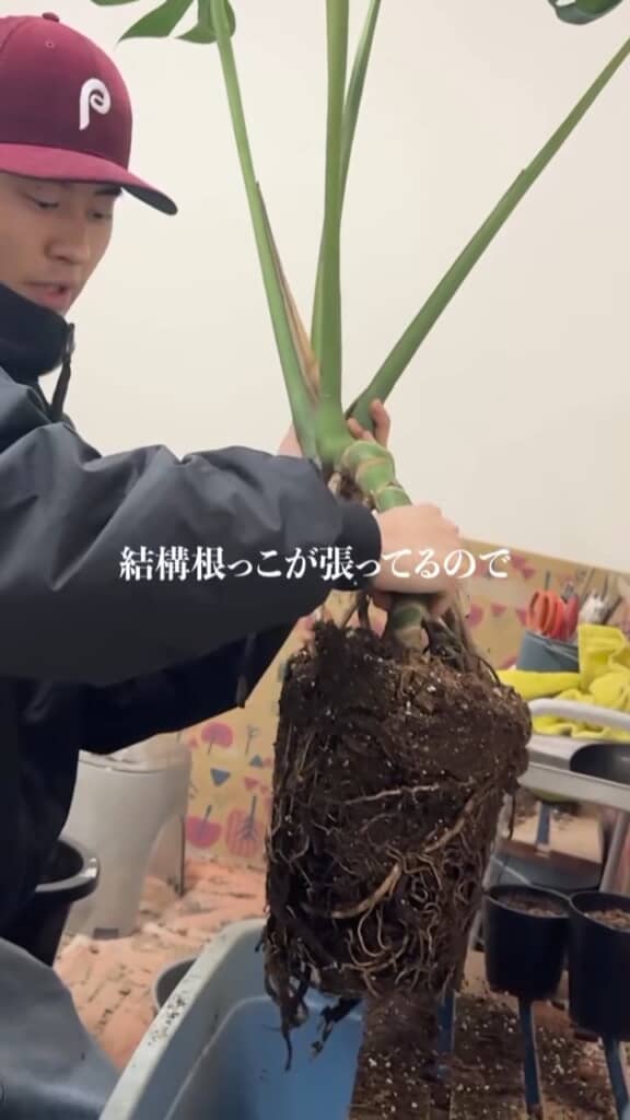 ひと回り大きい鉢へ移動する