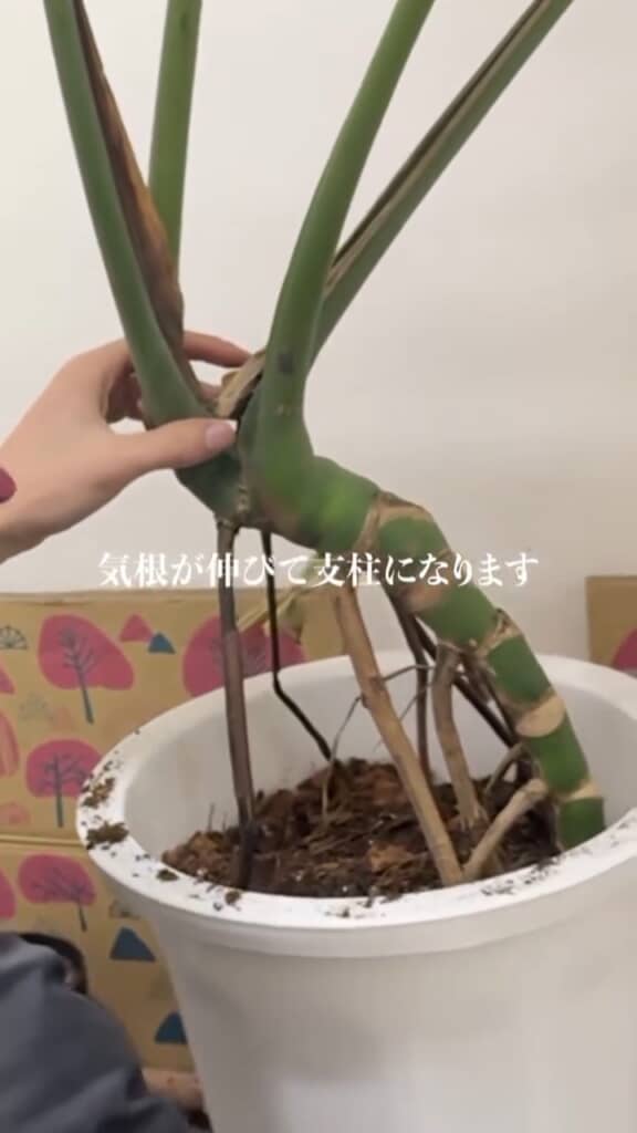 気根で支えるイメージで固定する