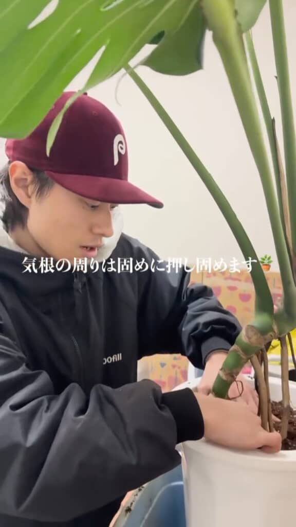 気根の周りの土はしっかり固める