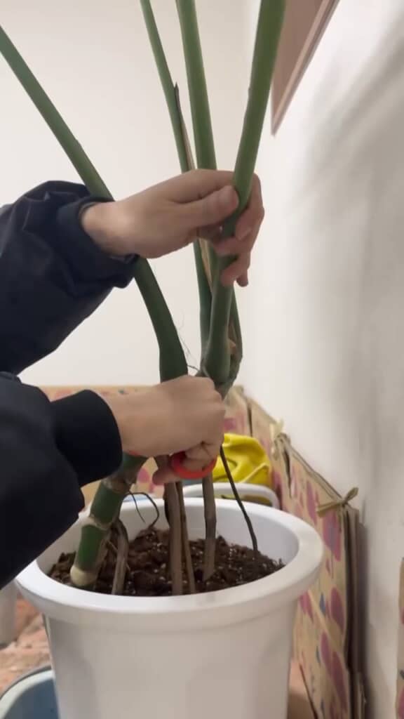 横に伸びてしまった葉っぱはカット