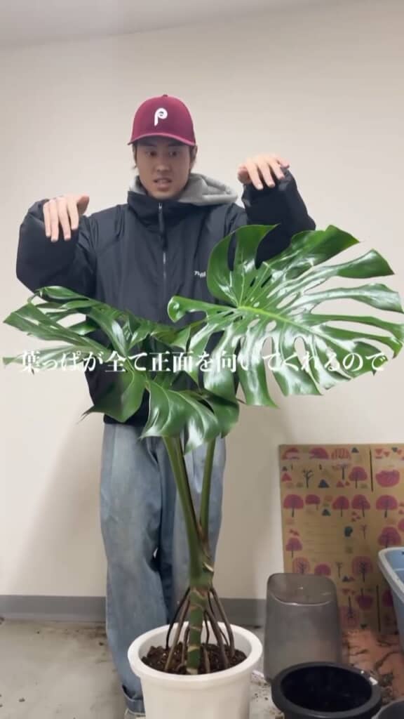 葉っぱが全て正面を向く迫力のあるモンステラ！