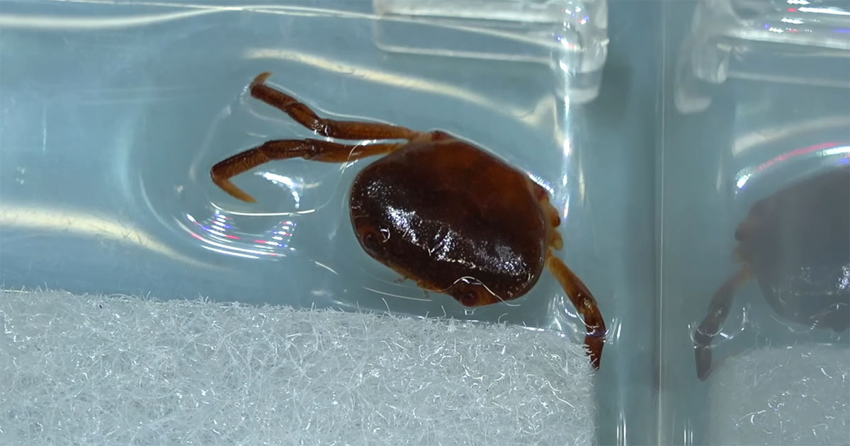 用水路で“3本足のカニ”を発見→大事に育てて1年後……　思わぬ姿に「泣いてしまったわ」「生命の神秘」（1/3） | その他生き物 ねとらぼ