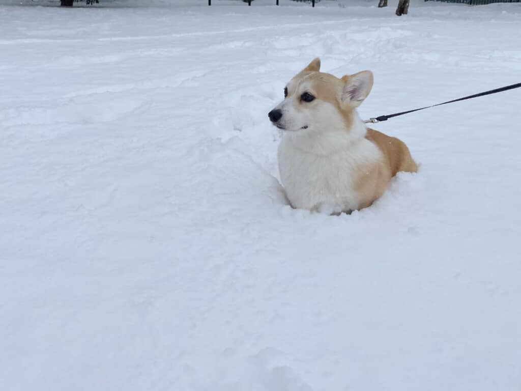 コーギーならではの雪景色