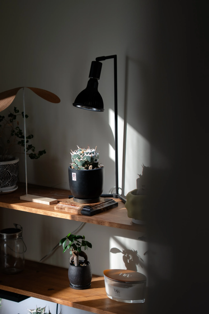 光に照らされたアガベ