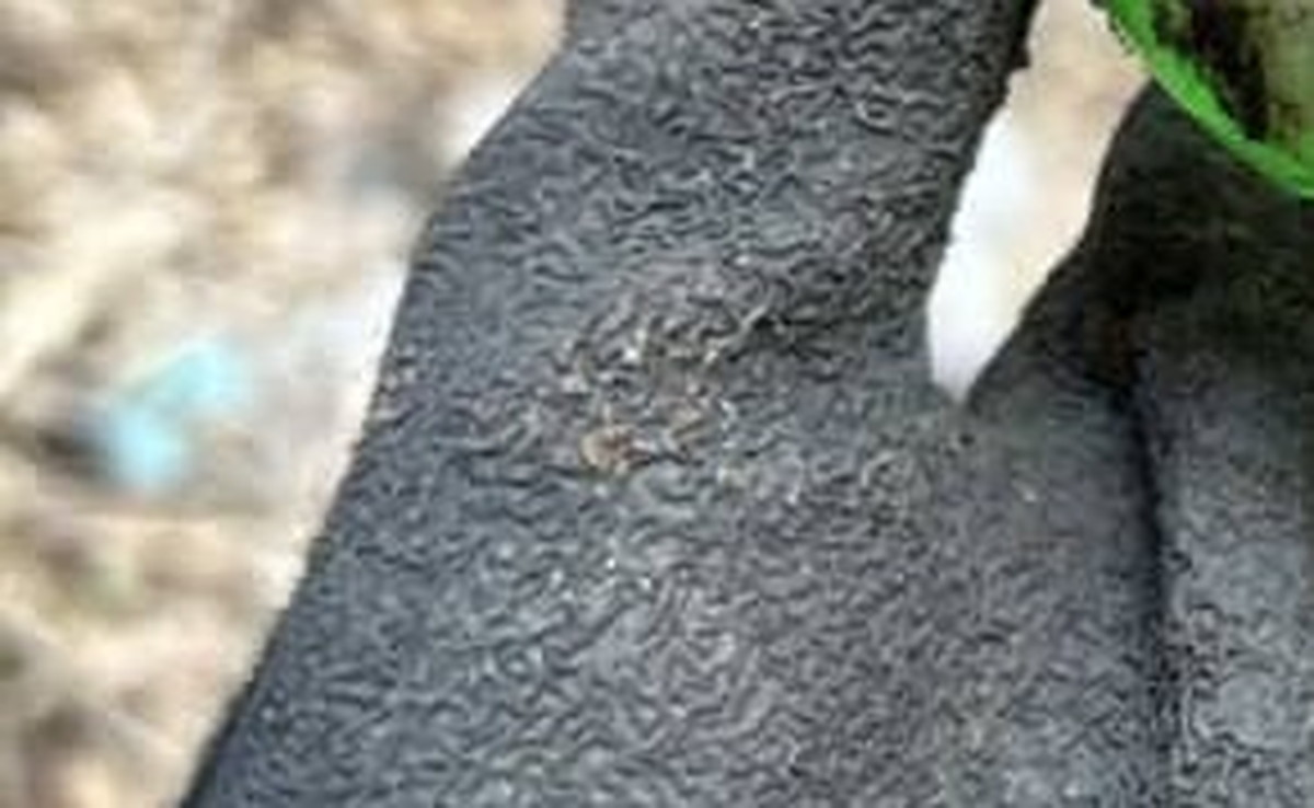 土に埋まっていた塊→水で洗ったら…… 「えええー！？」まさかの“正体