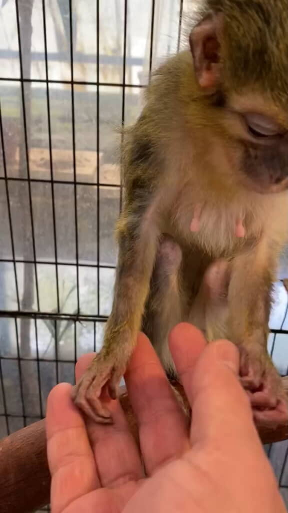 手を見せると……