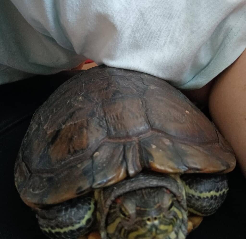 アカミミガメのサンちゃんと一緒に寝ていたら