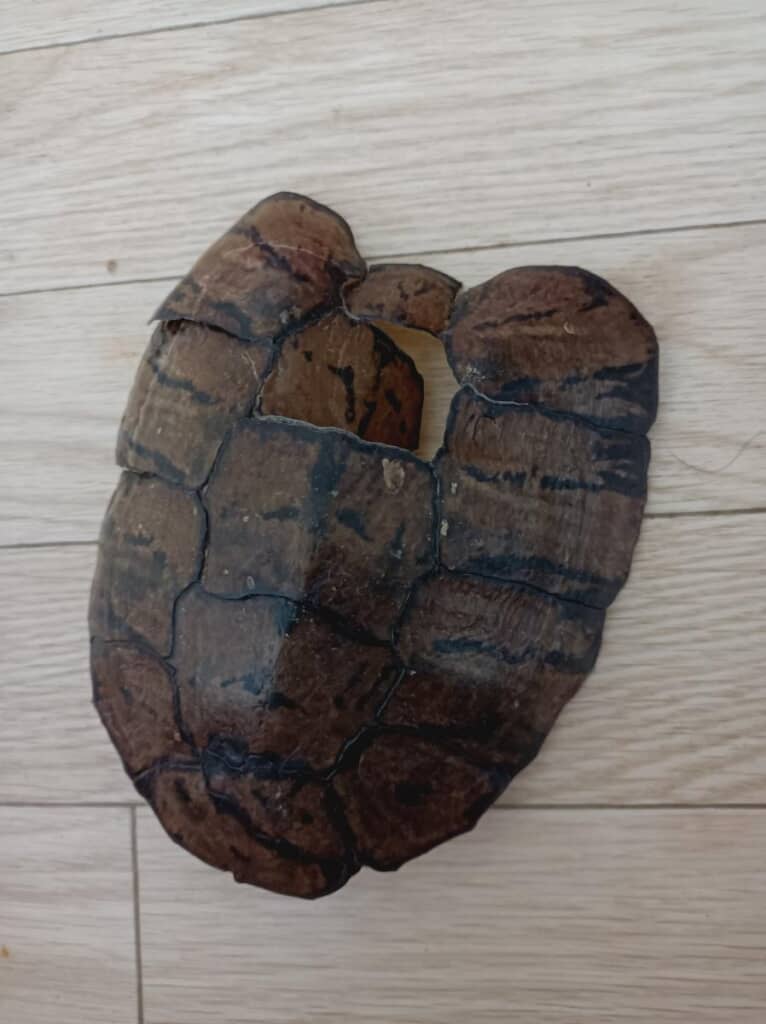 脱皮をしていました