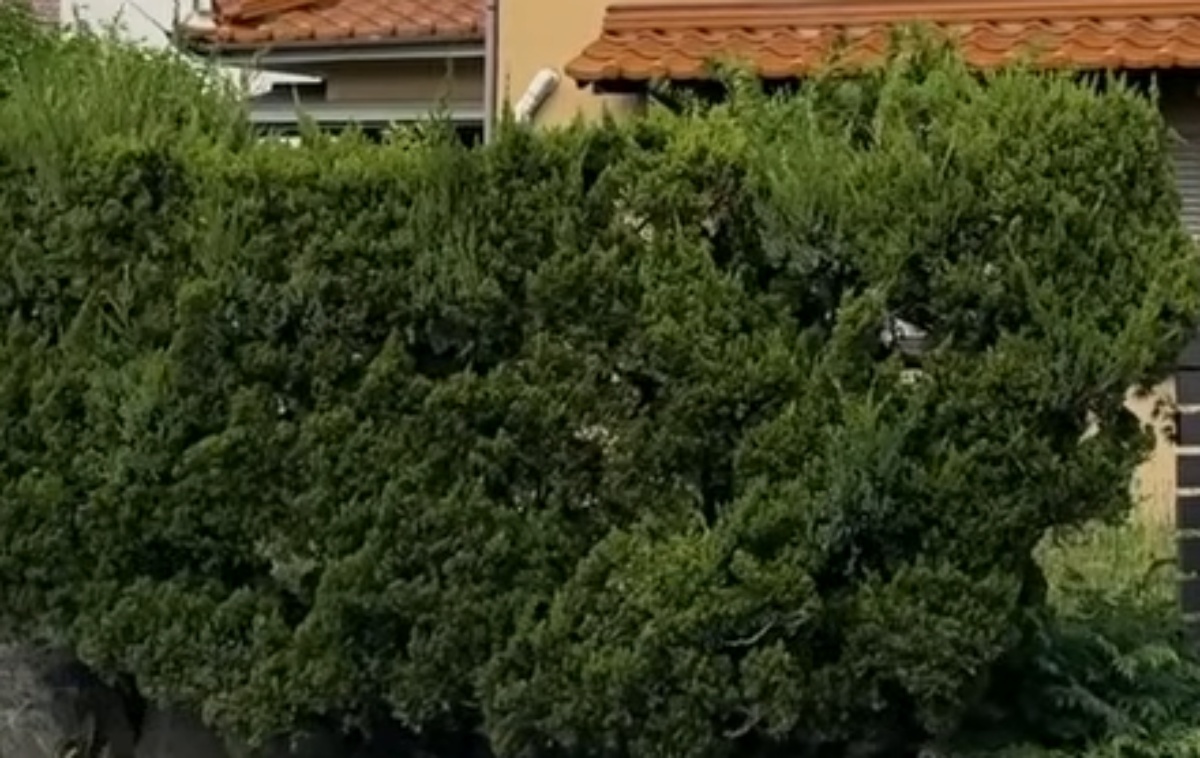 車すら入れない草木ボーボーの民家→プロのリフォームで……「わ~広くなった」「元の状態がわからないくらい変わって」(1/3) | リフォーム・リノベーション・DIY ねとらぼ