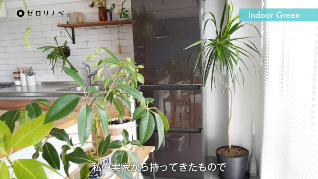 部屋に置かれたたくさんの観葉植物