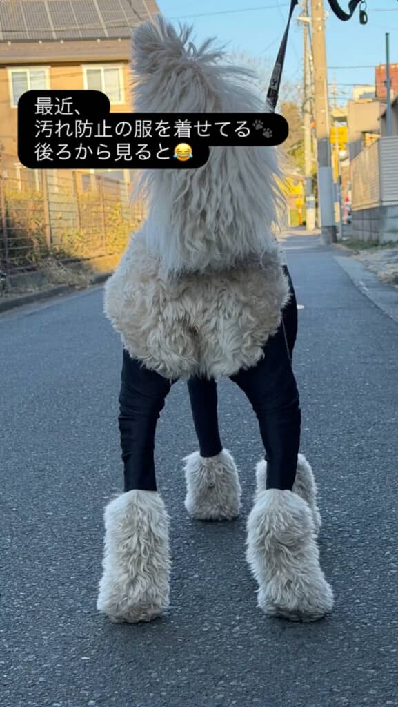 お尻のもふもふのかわいさが強調されてますよ！