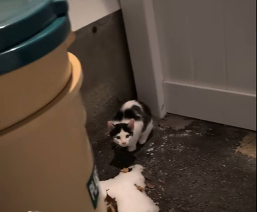 －15℃の寒さを耐えていた猫